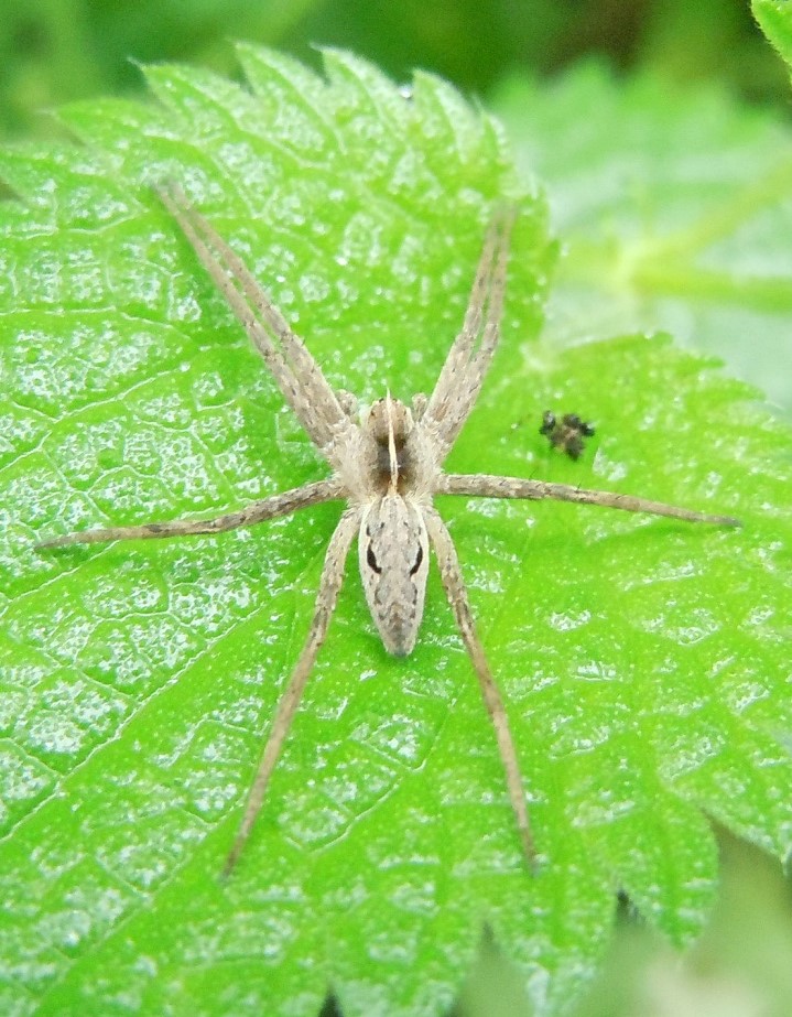 Pisaura sp. - Astroni (NA)